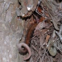 Pseudocheirus peregrinus (Common Ringtail Possum) at Capalaba, QLD - 4 Feb 2024 by TimL