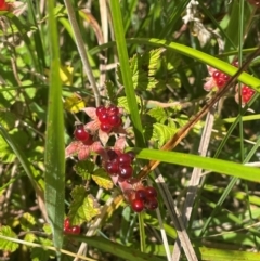 Rubus parvifolius (Native Raspberry) at Uriarra, NSW - 14 Feb 2024 by JaneR