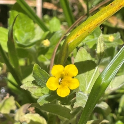 Erythranthe moschata (Musk) at Uriarra, NSW - 14 Feb 2024 by JaneR