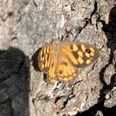 Geitoneura klugii (Marbled Xenica) at Callum Brae - 13 Feb 2024 by Shazw