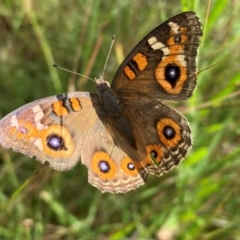 Junonia villida (Meadow Argus) at Callum Brae - 13 Feb 2024 by Shazw