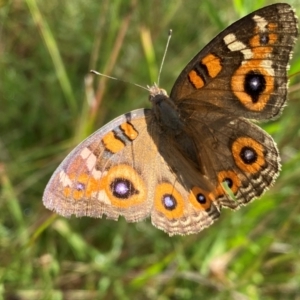 Junonia villida at Callum Brae - 14 Feb 2024 09:43 AM