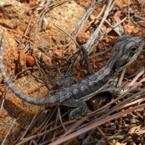 Pogona barbata at Tuggeranong Hill - 14 Feb 2024