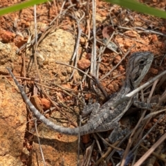 Pogona barbata at Tuggeranong Hill - suppressed