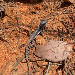 Pogona barbata at Tuggeranong Hill - suppressed