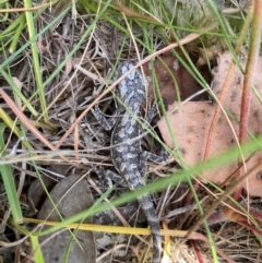 Pogona barbata at Tuggeranong Hill - 14 Feb 2024