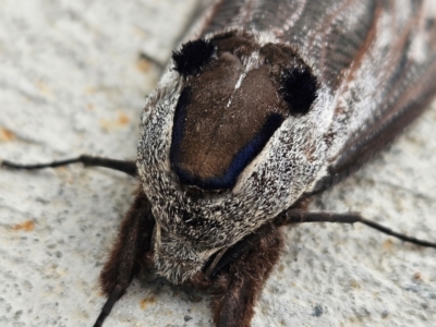 Endoxyla encalypti (Wattle Goat Moth) at Denman Prospect, ACT - 14 Feb 2024 by AaronClausen