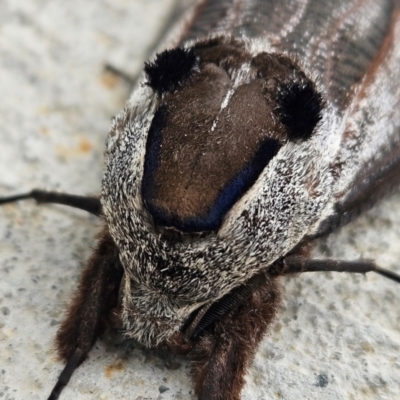 Endoxyla encalypti (Wattle Goat Moth) at Denman Prospect, ACT - 14 Feb 2024 by AaronClausen