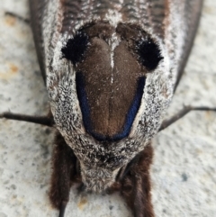 Endoxyla encalypti at Denman Prospect, ACT - 15 Feb 2024