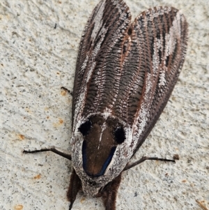 Endoxyla encalypti at Denman Prospect, ACT - 15 Feb 2024