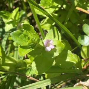 Gratiola peruviana at Brindabella National Park - 14 Feb 2024