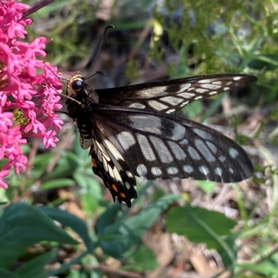 Papilio anactus (Dainty Swallowtail) at Farrer Ridge - 14 Feb 2024 by Shazw