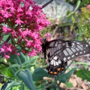 Papilio anactus at Farrer Ridge - 14 Feb 2024