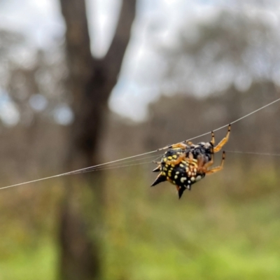 Austracantha minax (Christmas Spider, Jewel Spider) at Symonston, ACT - 13 Feb 2024 by Shazw