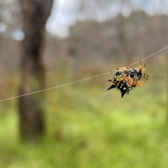 Austracantha minax at Callum Brae - 14 Feb 2024 09:15 AM