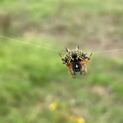 Austracantha minax at Callum Brae - 14 Feb 2024 09:15 AM