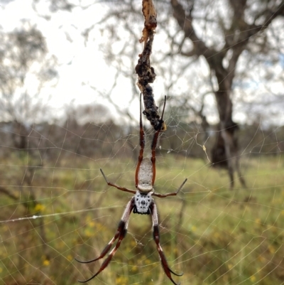 Trichonephila edulis (Golden orb weaver) at Symonston, ACT - 13 Feb 2024 by Shazw