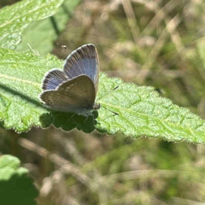 Zizina otis (Common Grass-Blue) at Uriarra, NSW - 14 Feb 2024 by JaneR