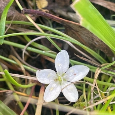 Montia australasica (White Purslane) at Uriarra, NSW - 14 Feb 2024 by JaneR