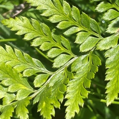 Polystichum proliferum (Mother Shield Fern) at Uriarra, NSW - 14 Feb 2024 by JaneR