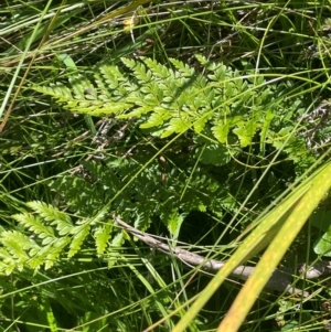 Polystichum proliferum at Brindabella National Park - 14 Feb 2024