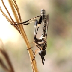 Zaclava sp. (genus) (Zaclava bee fly) at Aranda, ACT - 9 Feb 2024 by CathB