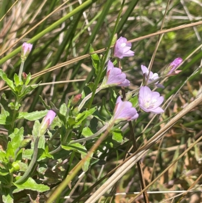 Epilobium billardiereanum subsp. hydrophilum at Uriarra, NSW - 14 Feb 2024 by JaneR