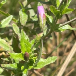 Epilobium billardiereanum subsp. hydrophilum at Brindabella National Park - 14 Feb 2024 01:20 PM