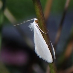 Tipanaea patulella (The White Crambid moth) at Black Mountain - 10 Feb 2024 by CathB