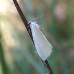 Tipanaea patulella at Black Mountain - 10 Feb 2024