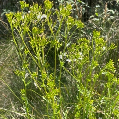 Senecio hispidulus (Hill Fireweed) at Brindabella National Park - 14 Feb 2024 by JaneR
