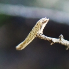 Gnathifera eurybias at Black Mountain - 10 Feb 2024 by CathB