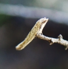 Unidentified Other moth at Black Mountain - 9 Feb 2024 by CathB