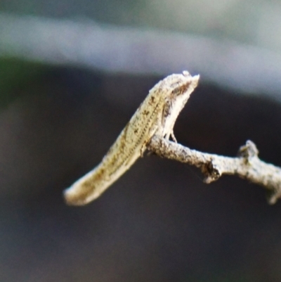Gnathifera eurybias at Black Mountain - 10 Feb 2024 by CathB