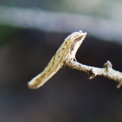 Unidentified Other moth at Black Mountain - 9 Feb 2024 by CathB