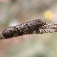 Philobota philostaura (A Concealer moth (Philobota group)) at Aranda Bushland - 10 Feb 2024 by CathB