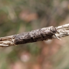 Philobota philostaura at Aranda Bushland - 10 Feb 2024