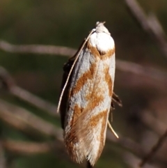 Oxythecta acceptella (Scat Moth) at Aranda, ACT - 10 Feb 2024 by CathB