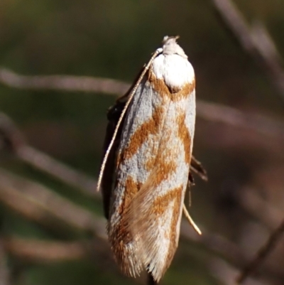 Oxythecta acceptella (Scat Moth) at Aranda, ACT - 10 Feb 2024 by CathB