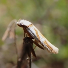 Oxythecta acceptella at Aranda Bushland - 10 Feb 2024