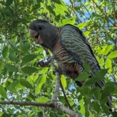 Callocephalon fimbriatum (Gang-gang Cockatoo) at Phillip, ACT - 19 Jan 2024 by stofbrew