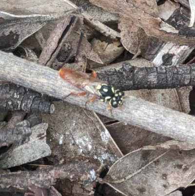 Pergagrapta bella (A sawfly) at Phillip, ACT - 14 Feb 2024 by stofbrew