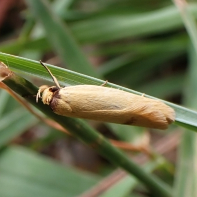 Oecophoridae provisional species 6 at Mount Painter - 10 Feb 2024 by CathB