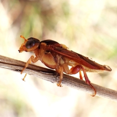 Pseudoperga ferruginea (A sawfly) at Aranda Bushland - 10 Feb 2024 by CathB