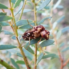 Pergagrapta polita (Sawfly) at Aranda, ACT - 9 Feb 2024 by CathB