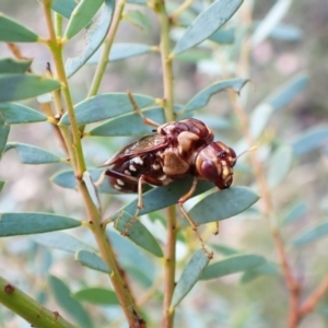 Pergagrapta polita at Black Mountain - 10 Feb 2024