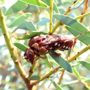 Pergagrapta polita at Black Mountain - 10 Feb 2024