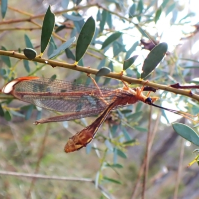 Nymphes myrmeleonoides (Blue eyes lacewing) at Black Mountain - 10 Feb 2024 by CathB