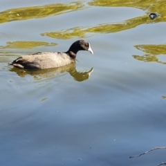 Fulica atra (Eurasian Coot) at Adelaide, SA - 14 Feb 2024 by Mike