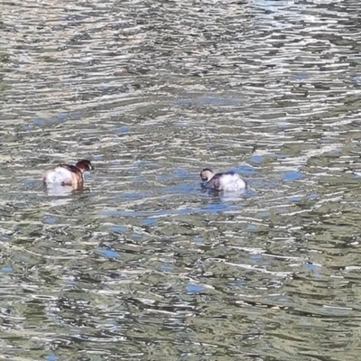 Tachybaptus novaehollandiae (Australasian Grebe) at Adelaide, SA - 15 Feb 2024 by Mike